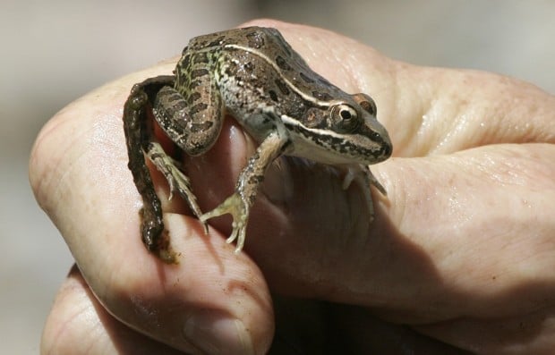 Cienega Creek leopard frog